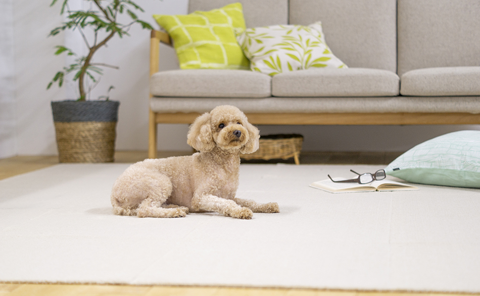 犬用フローリングマットでワンちゃん快適 お手入れも簡単 オカ株式会社 犬用フローリングマットでワンちゃん快適 お手入れも簡単 オカ株式会社