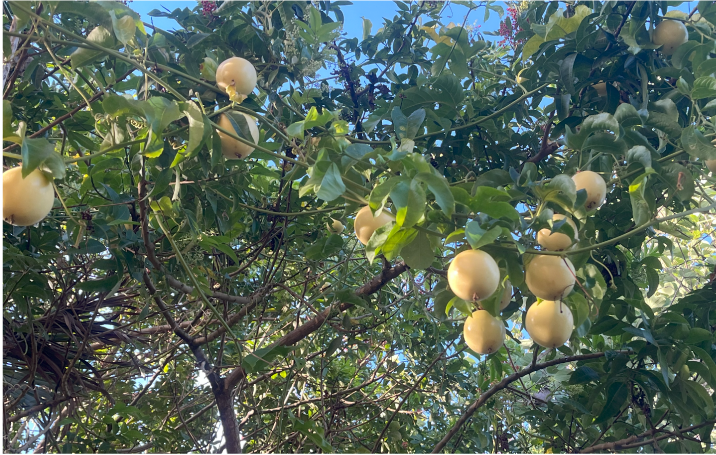 昔ながらの健康食、保存食を楽しむ生活　#46